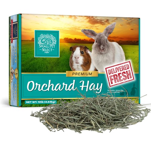 Premium orchard grass - grass, for