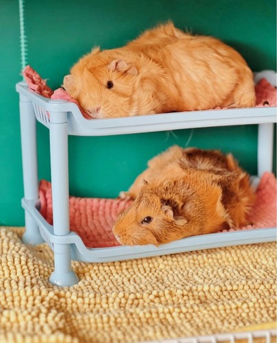 Jumbo bunk bed - jumbo,
