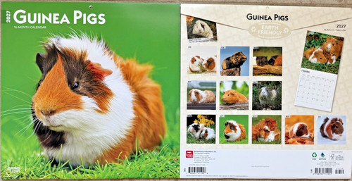 Guinea pigs 2027 12x12 wall - pigs,
