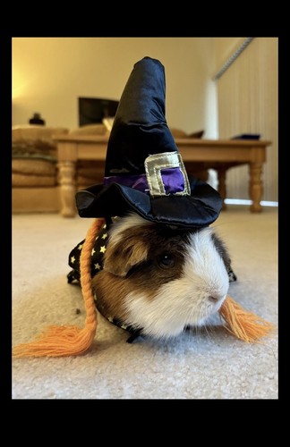 Little witch halloween - 🧙,