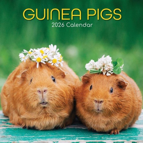 Guinea pigs 2026 wall - guinea,