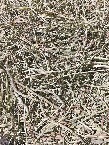 Fox peak timothy hay rabbits - fox,