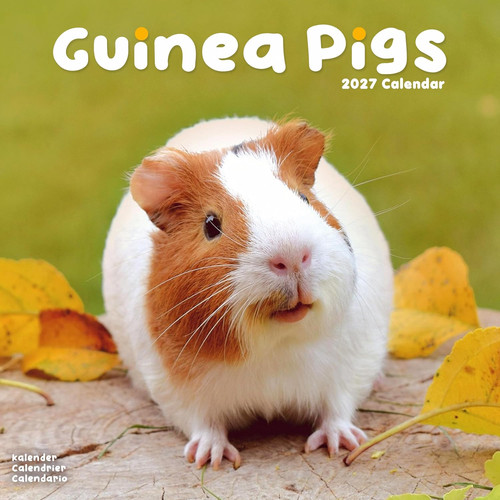 Guinea pigs 2027 - 2027, wall