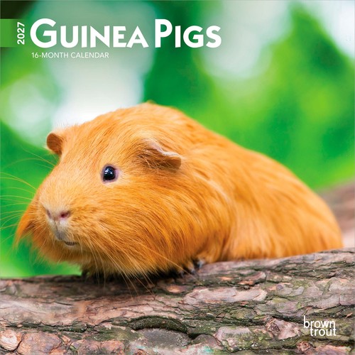 Guinea pigs 2027 - pigs, |