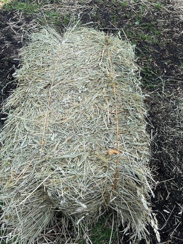 Lbs orchard grass - lbs.,