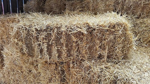 Barley straw full bale feed - straw,