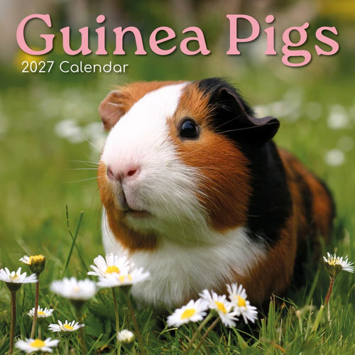 Gifted stationery guinea - gifted,