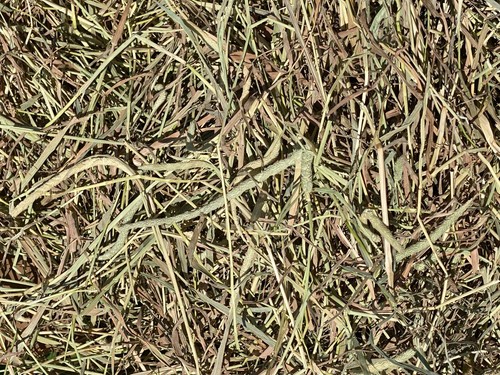 Fox peak timothy - fox, hay