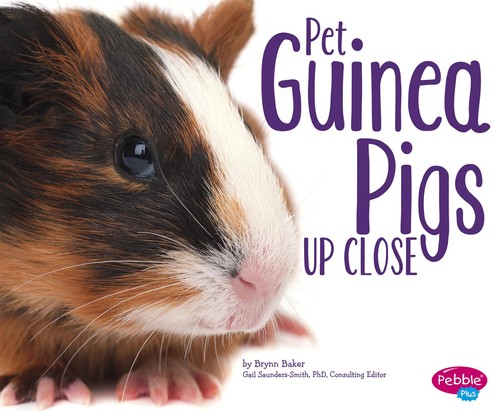 Pet guinea pigs close - guinea, up