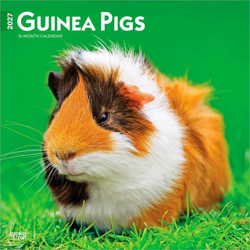 Browntrout guinea pigs 2027 - browntrout,,