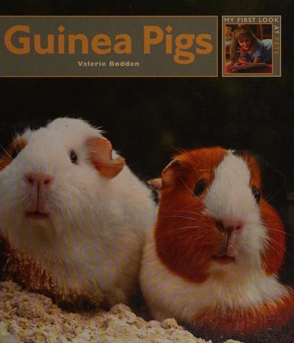 Guinea pigs - guinea,