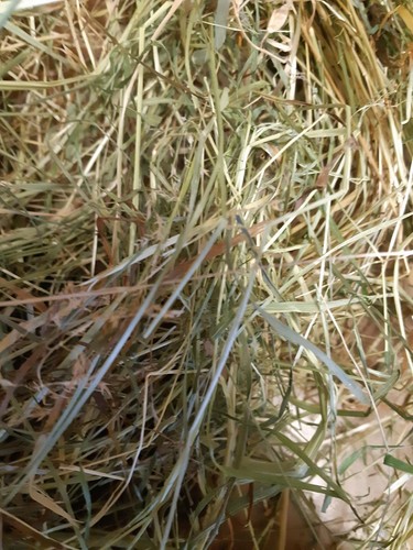 Glebe farm hay natural - natural, meadow