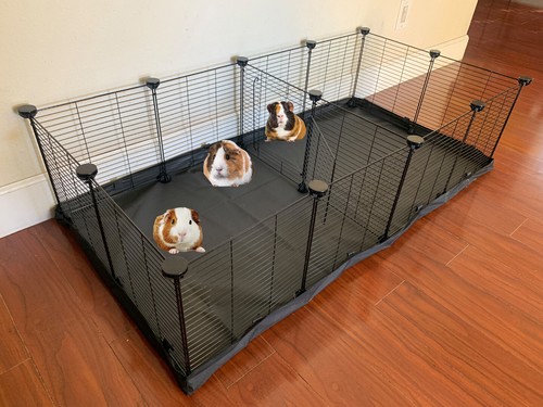 Large guinea pig - x-large,
