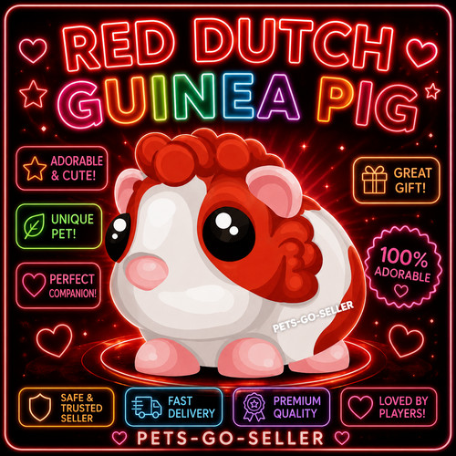 Red dutch guinea pig - guinea,