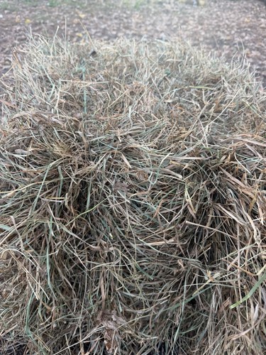 Lbs orchard grass - grass, hay