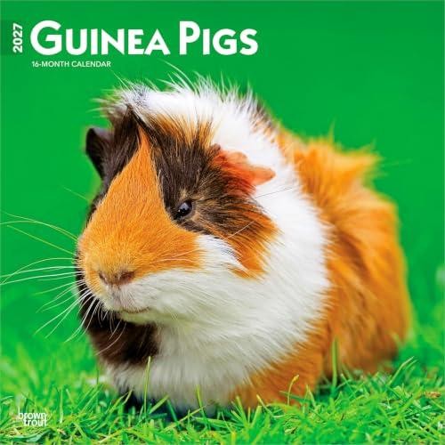 Guinea pigs 2027 12x24 - pigs,